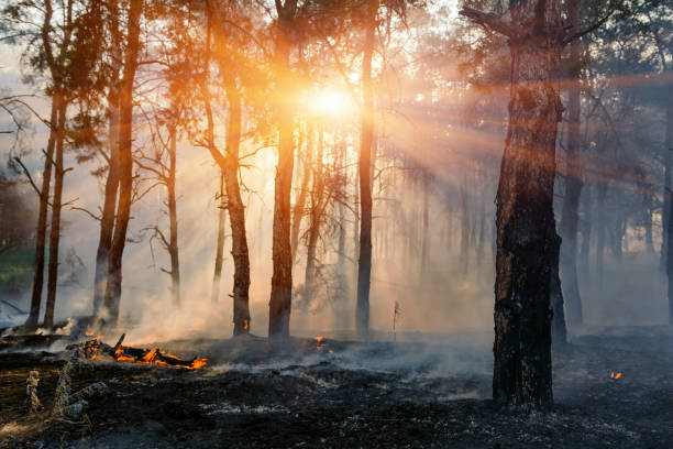 istock fire. wildfire, burning pine forest in the smoke and flames 928074070