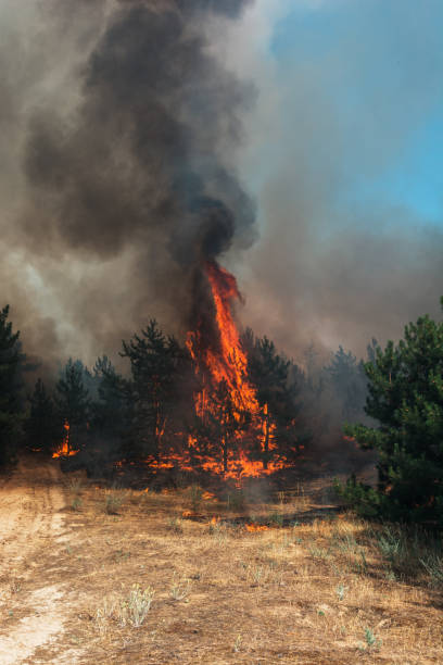 istock Forest fire burning, Wildfire close up at day time. 928074086
