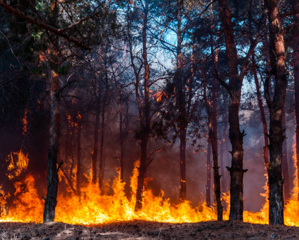 intense flames from a massive forest fire. flames light up the night as they rage thru pine forests and sage brush - poplar tree fotos imagens e fotografias de stock