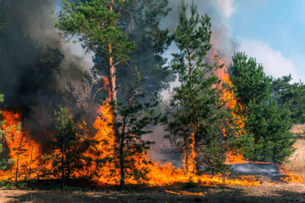 istock Development of forest fire. Flame is starting damage of trunk. 928074102