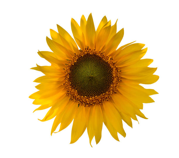 istock Sunflower close-up isolated on white background. 928074116