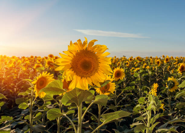 istock The sunflower with blue sky background 928074144