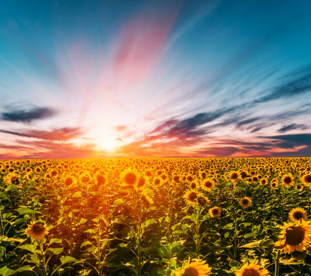 istock Field of sunflowers on the sunset 928074158