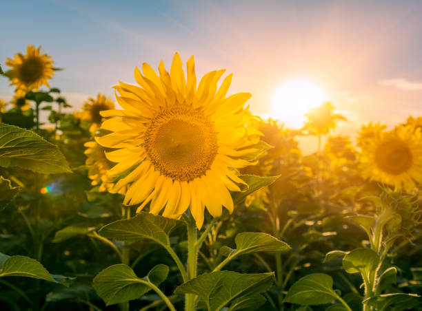 istock field of blooming sunflowers on a background sunset 928074196