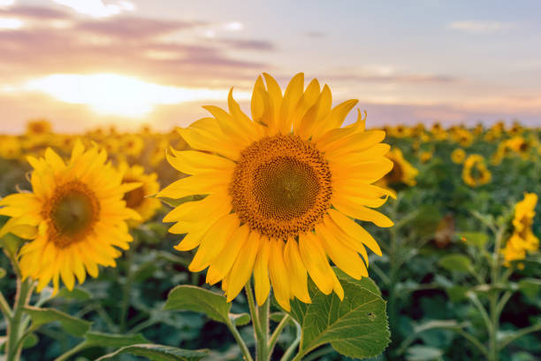 istock Beautiful sunflowers field on sunset background 928074226