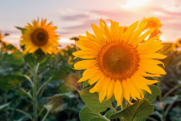 istock Summer landscape: beauty sunset over sunflowers field. 928074232