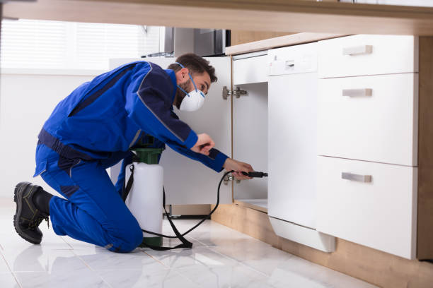 Man Spraying Pesticide In Kitchen Man Spraying Pesticide Inside The Wooden Cabinet In The Kitchen pest control photos stock pictures, royalty-free photos & images