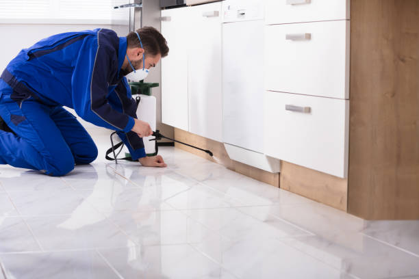 istock Man Spraying Pesticide In Kitchen 928077010