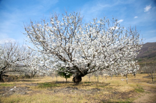 Nature beautiful landscape field and big cherry tree blooming or blossoming white flower in valley of Jerte Caceres Extremadura Spain Europe