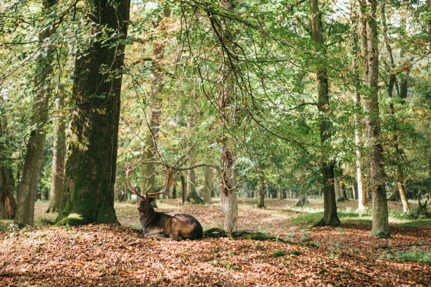 istock Wild deer in the forest. Natural habitat. 928078190