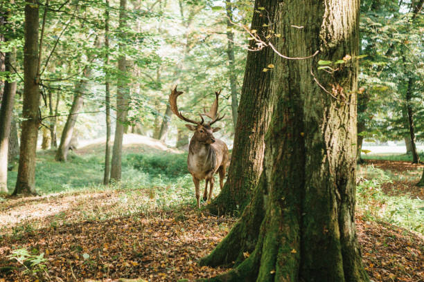 istock Deer with branched horns stands on a hill in an autumn forest among trees. 928081024