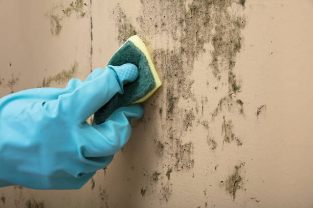 istock Housekeeper Cleaning Mold From Wall With Sponge 928081236