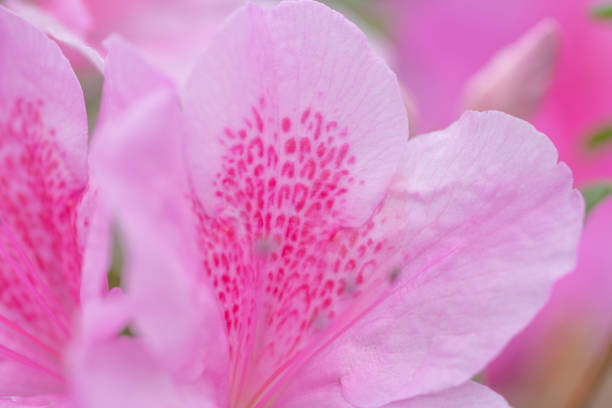 istock blur floral background lush fresh azalea flowers 928081386