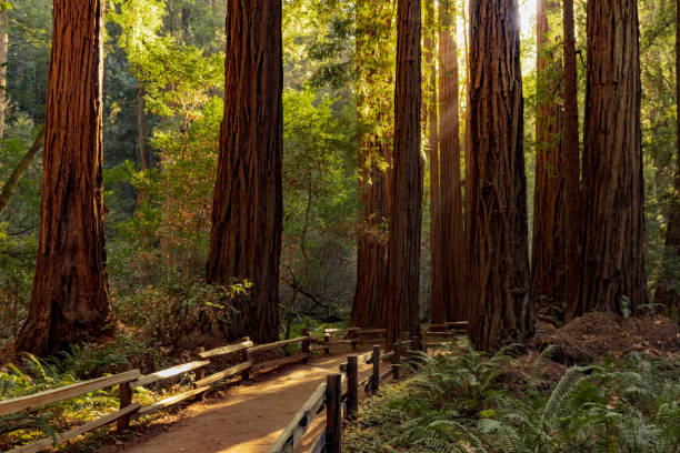 istock Hiking trail redwood forest 928081668
