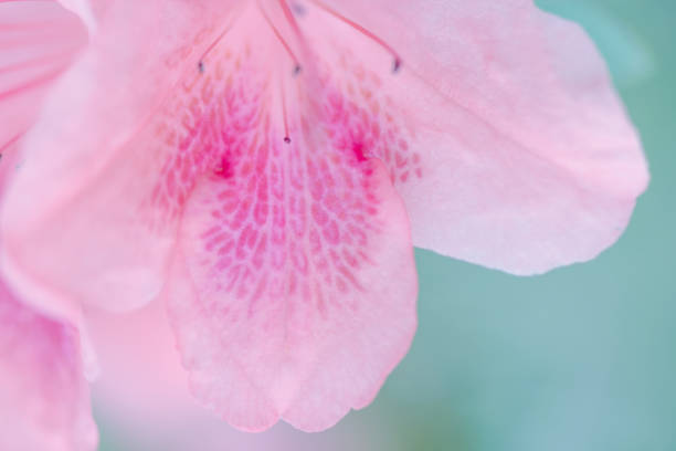 Detail of the beautiful and silky pink petals of the Lily flower. Lily flowers. White lilies. White flowers isolated on white background.