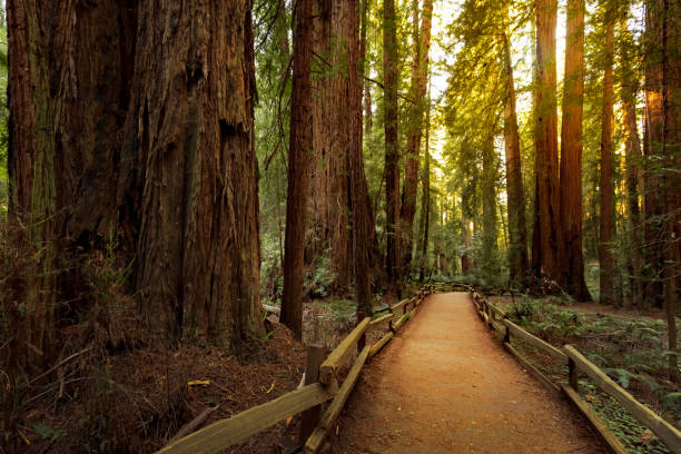 istock Hiking trail redwood forest 928081850