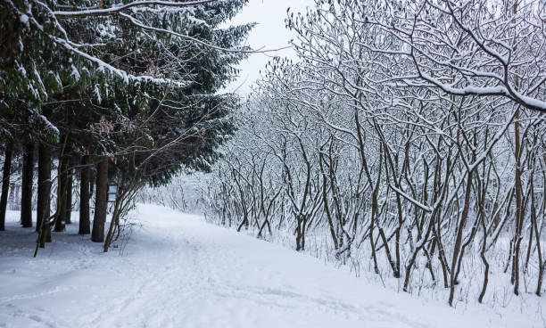 istock winter forest landscape with snow 928081912