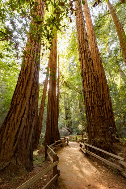 istock Hiking trail redwood forest 928081950