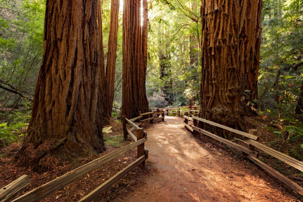 istock Hiking trail redwood forest 928084060