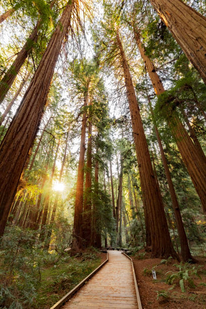 istock Hiking trail redwood forest 928084506