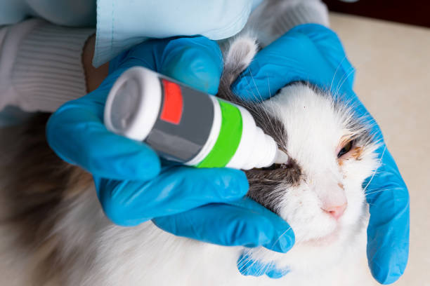 istock Vet doctor buries eyes medicine sick cat. Copy space. 928085354