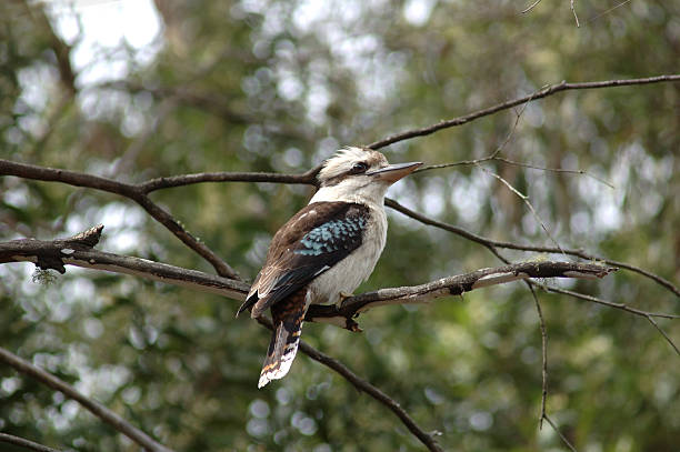 Kookaburra stock photo