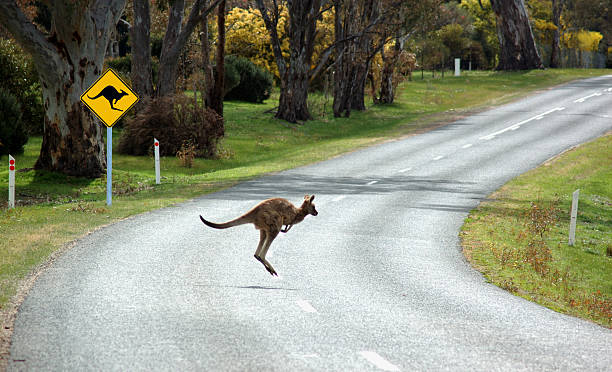 kangaroo cruzar frente a una señal de pare. - kangaroo fotografías e imágenes de stock