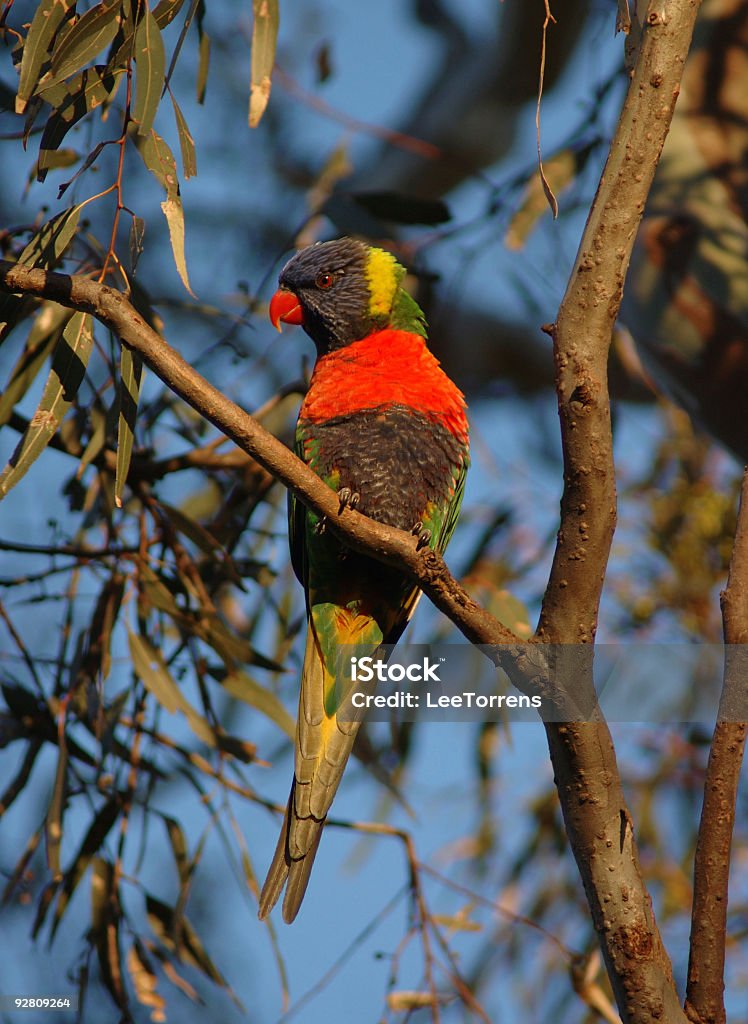 Rainbow Lorikeet  Animal Stock Photo