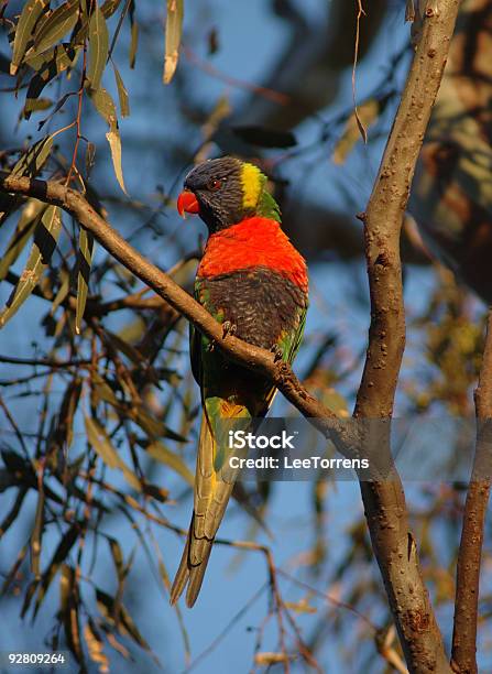 Rainbow Lorikeet Stock Photo - Download Image Now - Animal, Animal Themes, Animal Wildlife
