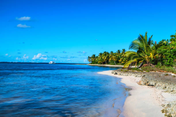 istock Tropical beach with palm trees and ocean 928095168