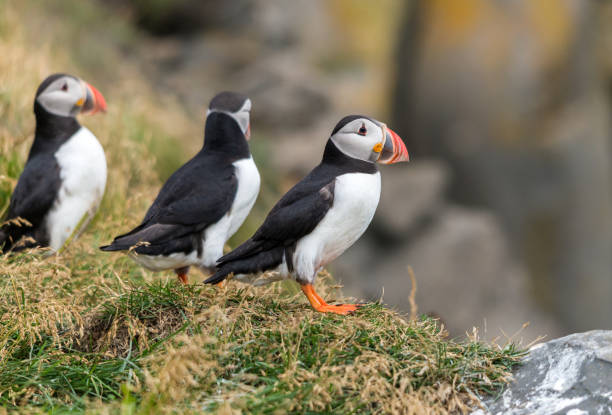 istock The Atlantic puffin, also known as the common puffin 928095588