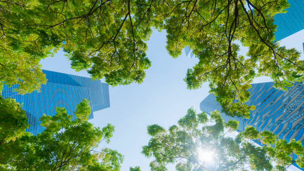 istock perspective exterior pattern blue glass wall modern buildings with green tree leaves 928097098