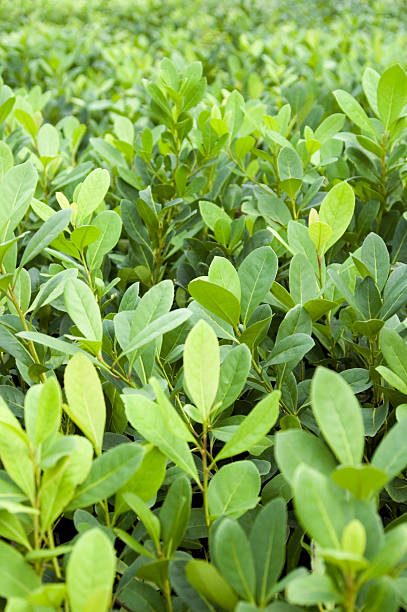 Young &quot;yerba mate&quot; plant. stock photo