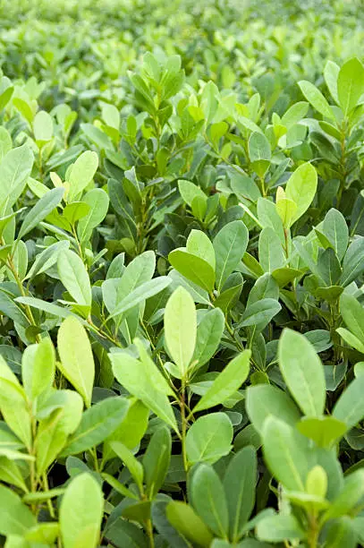 Young seedlings of Argentinian Yerba Mate. This plant is drunk with boiling water similar to tea.