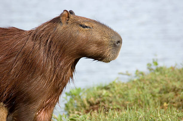 Carpincho (Capybara) stock photo