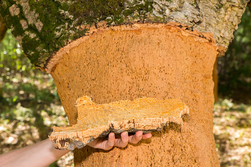 Hand holding Cork tree bark at tree trunk in orchard. On vacation in the Algarve in the country Portugal I saw this cork oak tree, the bark stripped from the tree trunk. The portuguese people use this natural commodity to make many different products. These cork products are sold all over the world.