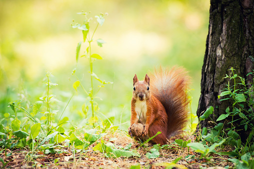 A red squirrel stands near a tree with a nut