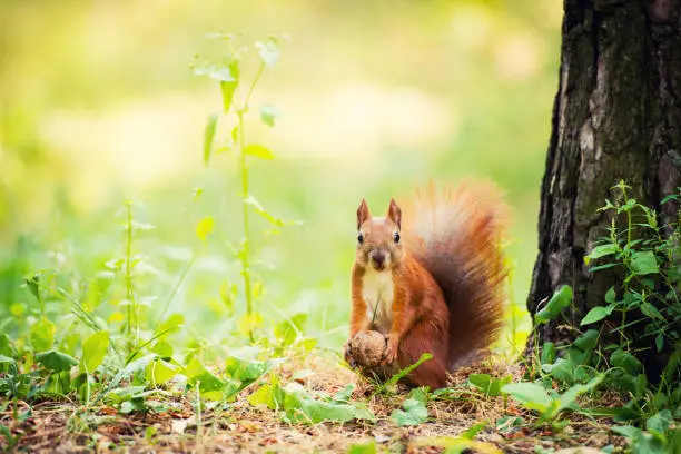 Photo of A red squirrel stands near a tree with a nut