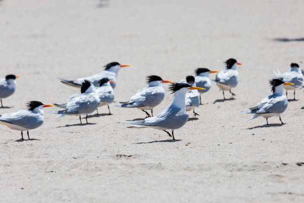 A flock of Elegant Terns sitting on a beach in Southern California.