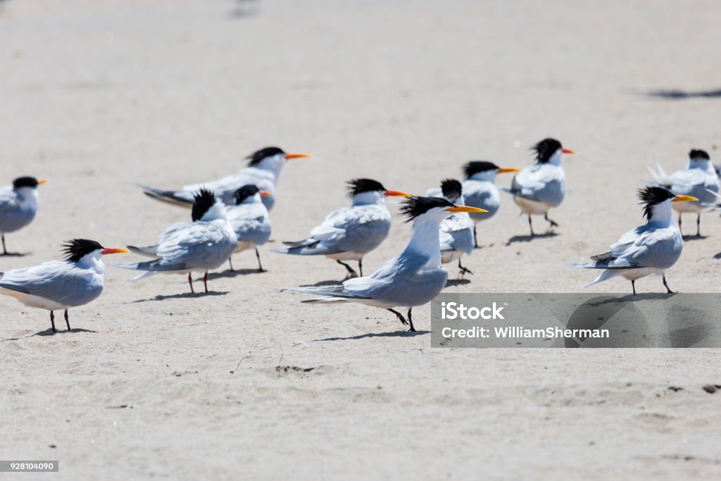 Flock of Elegant Terns (Sterna elegans), On a California Beach A flock of Elegant Terns sitting on a beach in Southern California. Tern Stock Photo
