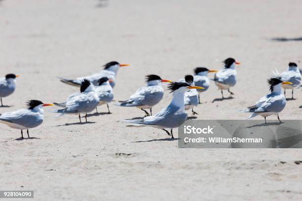 Flock Of Elegant Terns On A California Beach Stock Photo - Download Image Now