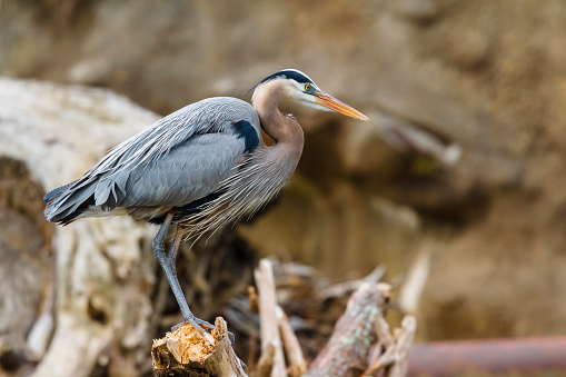 A Great Blue Heron coming into breeding plumage and standing on a log.