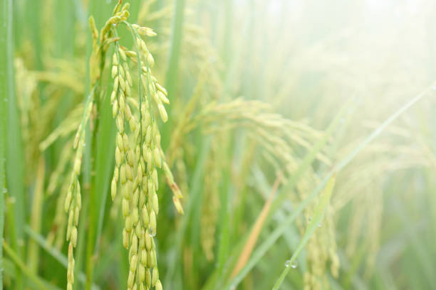 istock Rice spike with water drop in rice field. 928107096