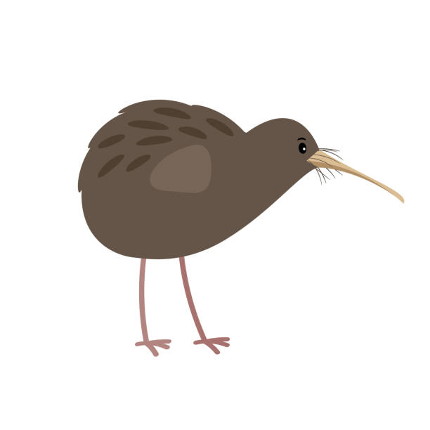 Kiwi cute cartoon bird icon Kiwi cute cartoon bird icon isolated on white background, vector illustration kiwi bird stock illustrations