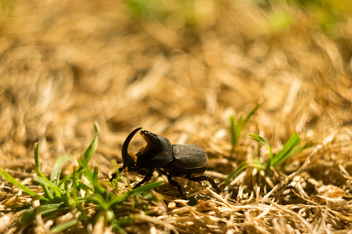 Big horned beetle (Xylotrupes gideon)