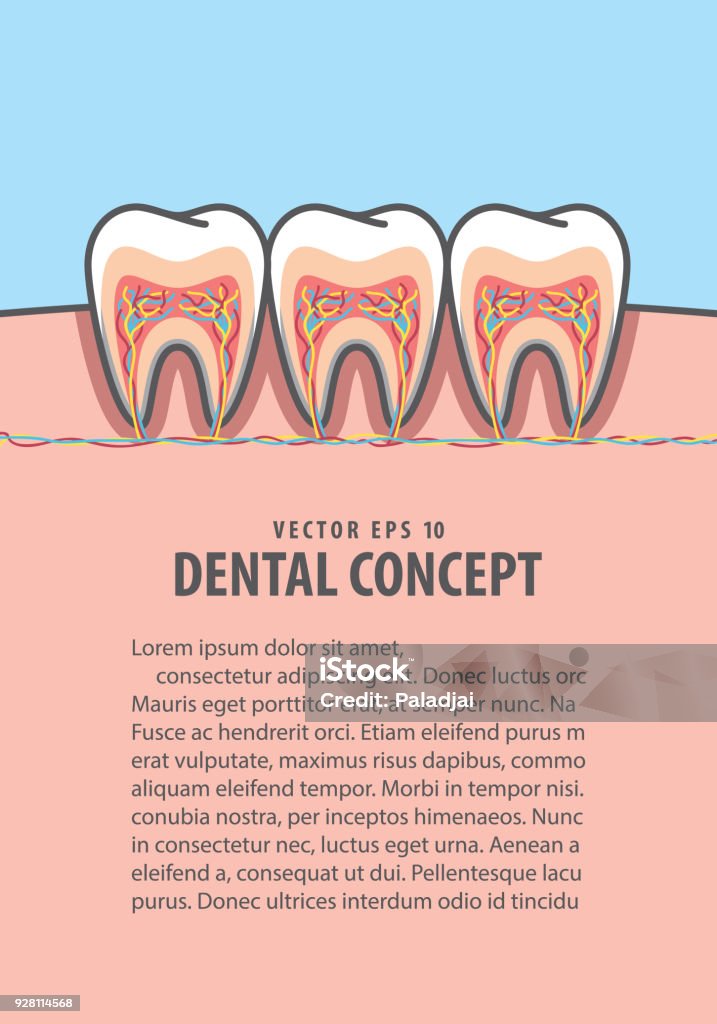 Inside Line For Tooth Layout Crosssection Structure Inside Tooth Illustration Vector On Blue ...