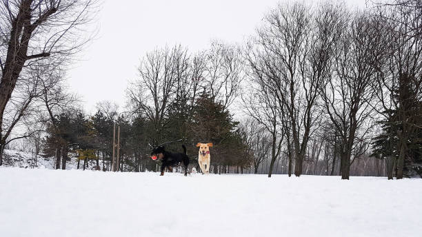 istock Winter wonderland. Dogs playing at snow 928115130