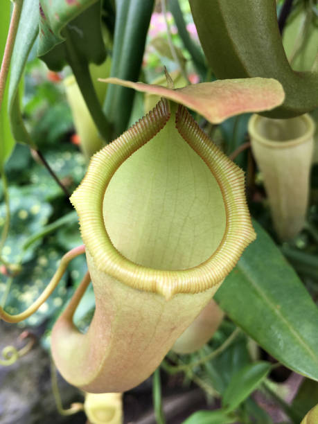 istock Wild Nepenthes mirabilis prey trapping plant 928121008