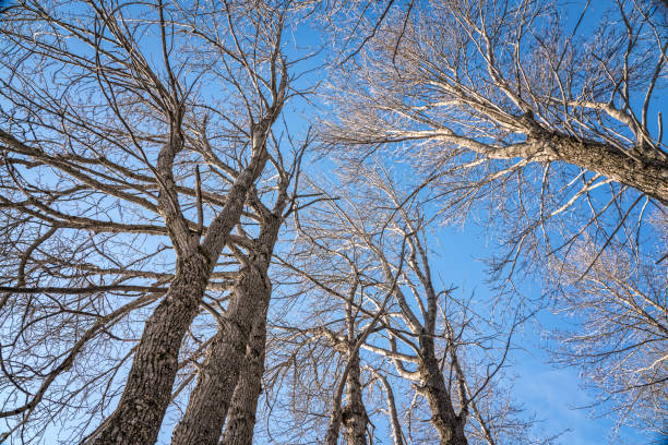 冬に背の高い木々 を見上げてください。 - tree tall poplar tree bark ストックフォトと画像