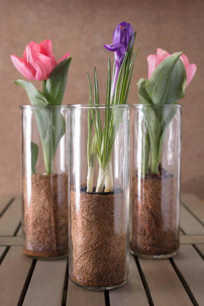 istock Grouping of Pink and Purple Tulips 928126456